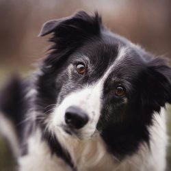 Charming close-up shot of a Border Collie dog with attentive eyes and fur detail.